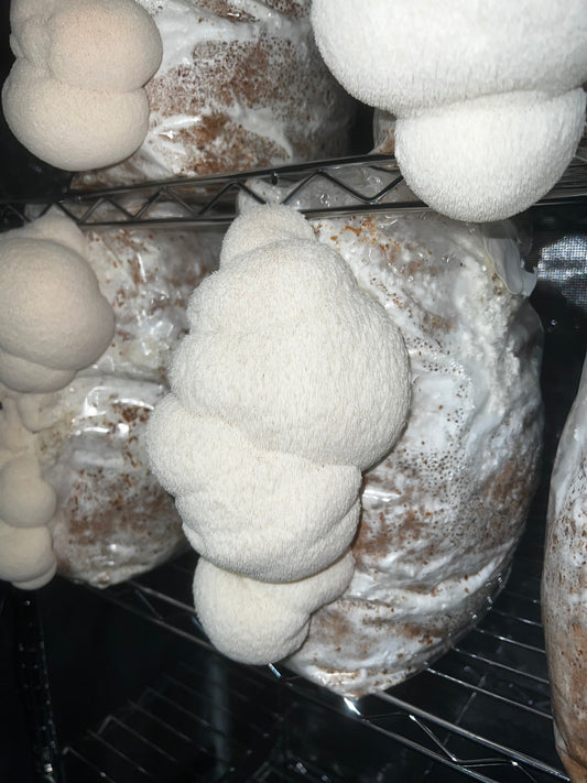 Lions Mane Mushroom Grow Bag